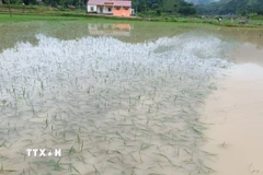 Mưa lớn gây ngập úng nhiều nơi. (ảnh: TTXVN phát)